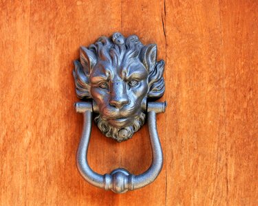 Lion rudy decorative photo