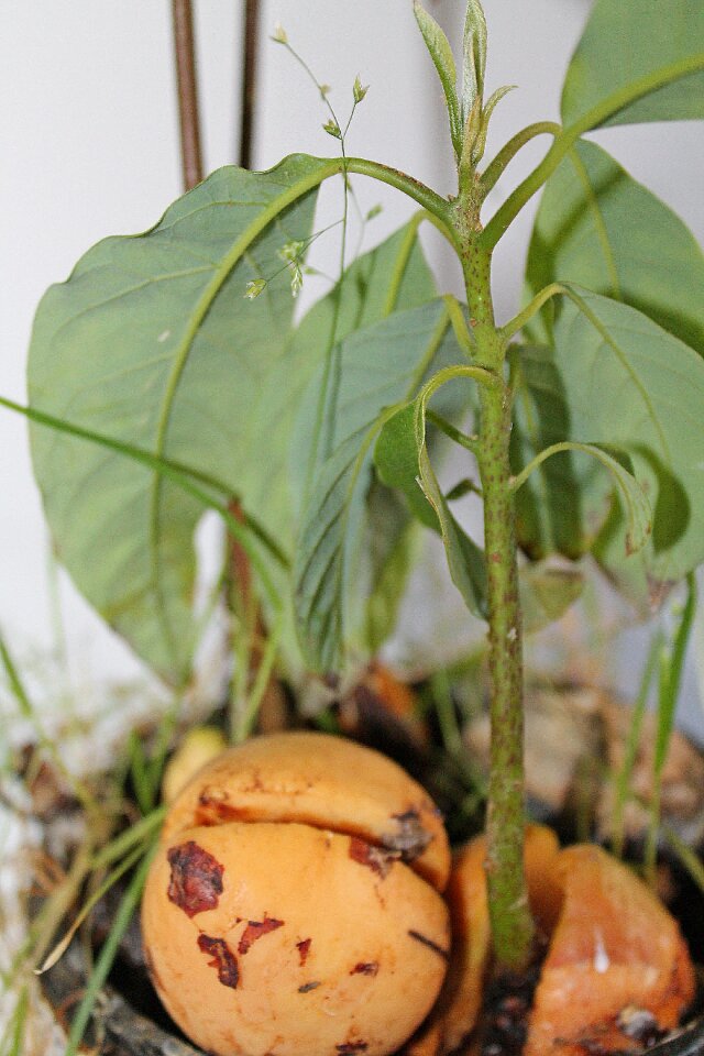 Fruit seed growth plant