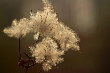 Background fibers sunrise