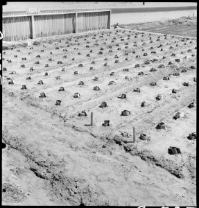 Manzanar Relocation Center, Manzanar, California. A view of a section in the growing bed for guayul . . . - NARA - 538029