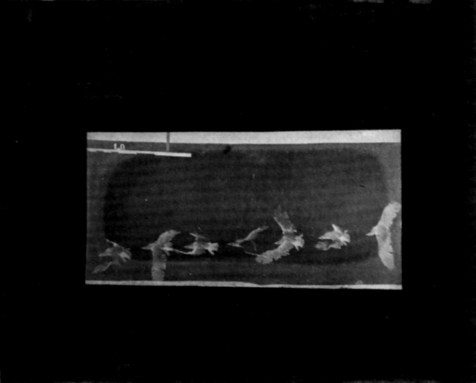 Marey, Étienne-Jules - Seemöve im Flug, von oben gesehen (Zeno Fotografie)