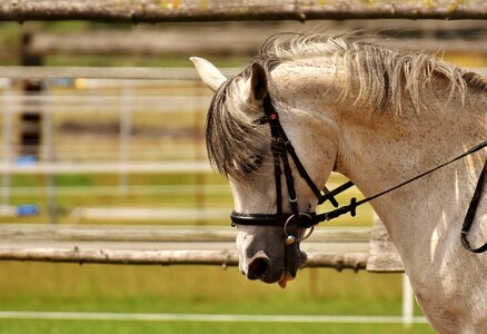 Coupling meadow horse head