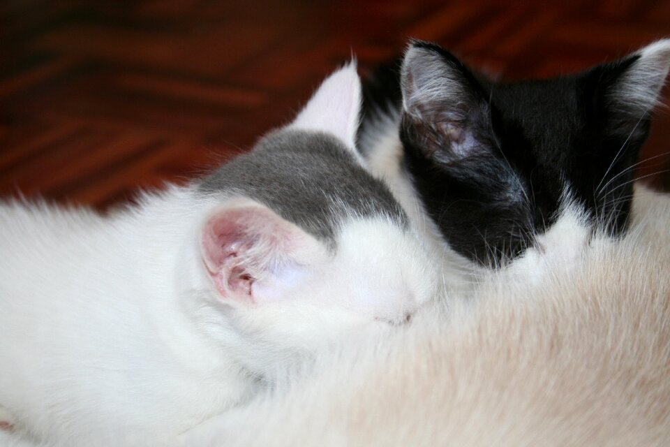 White grey black nursing photo