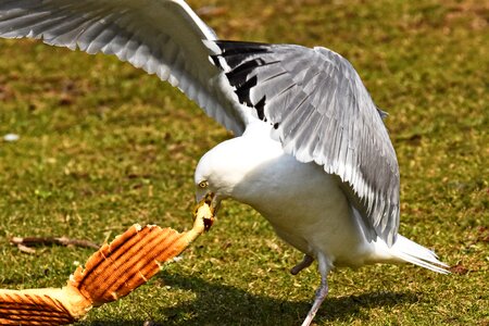 Seabird animal wildlife photo