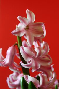 Floral petal decoration