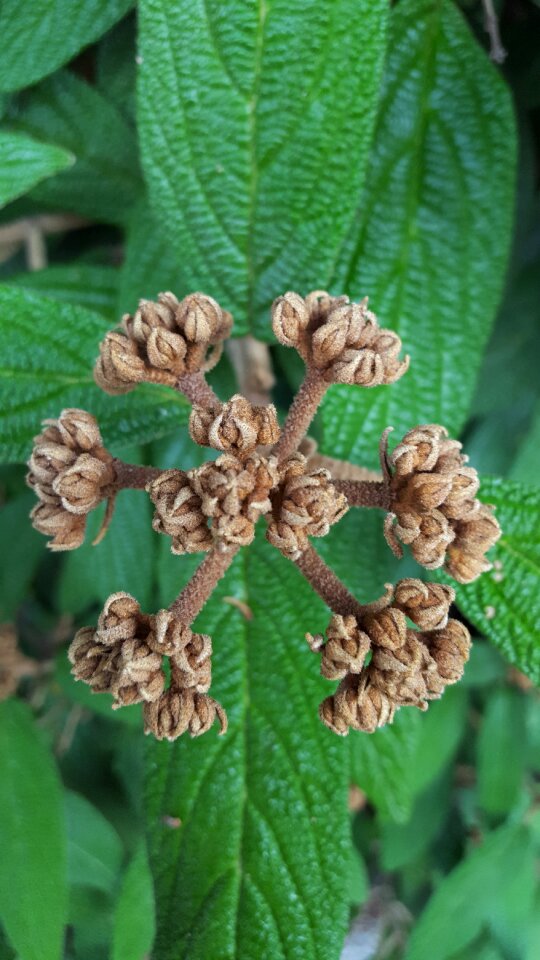 Brown green velvety