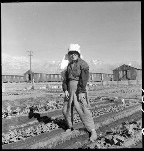 Manzanar Relocation Center, Manzanar, California. Evacuee in her hobby garden which rates highest . . . - NARA - 537983