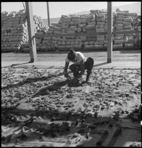 Manzanar Relocation Center, Manzanar, California. Making camouflage nets for the War Department. T . . . - NARA - 538112 photo