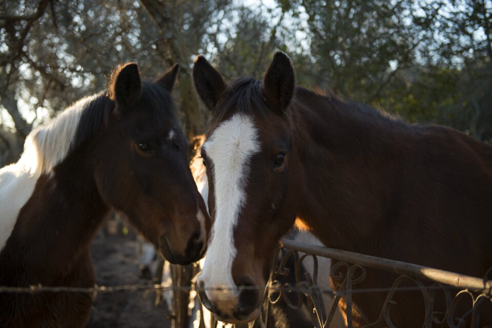 Horses close nature