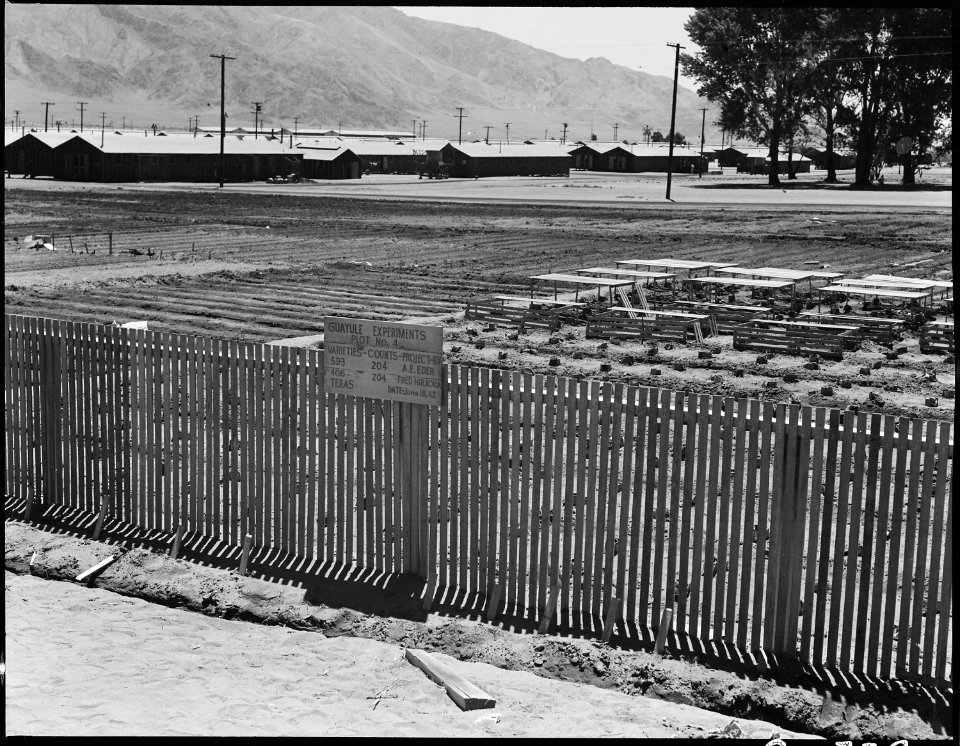 Manzanar Relocation Center, Manzanar, California. Open growing bed for guayule plants. Plot 4 at t . . . - NARA - 538022
