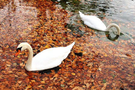 Water autumn rainy