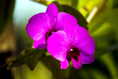 Flower purple orchid nature photo