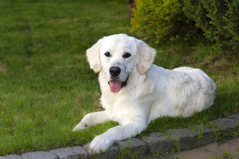 Pet golden retriever puppy photo