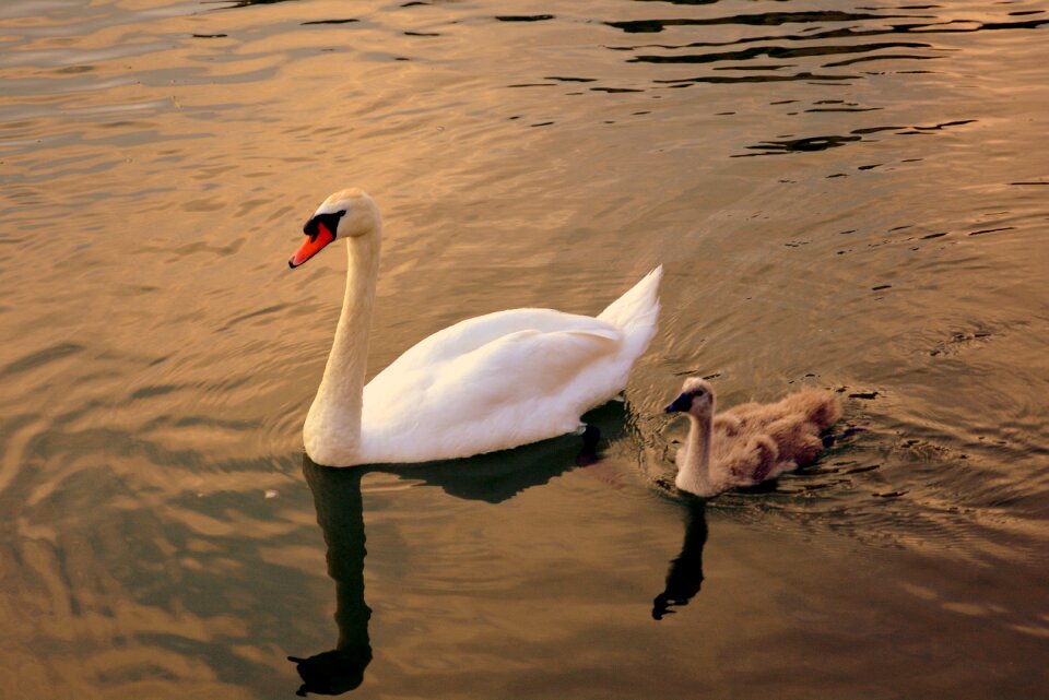 Small family water
