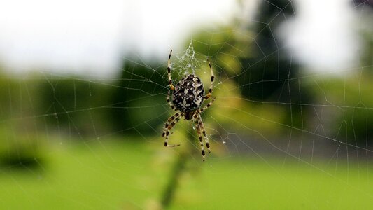 Spider insect macro spider macro