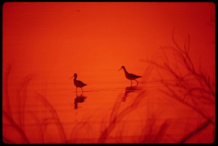 Marshland-birds-at-the-lake-havasu-national-wildlife-refuge-may-1972 7136400729 o