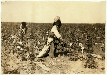 Mart Payne, 5 years old, picks from 10 to 20 pounds a day. Mother said- 'Mart, he haint old nuff to go to school much, but he kin pick his 20 pounds a day. Mostly 10 or 15 pounds.' See 4560. LOC nclc.00597