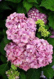 Flower nature a garden plant