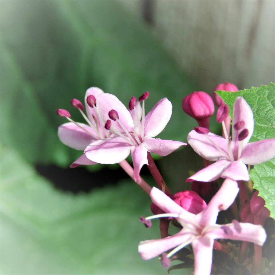 Purple pink garden