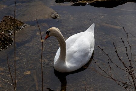 Lake animal world swan