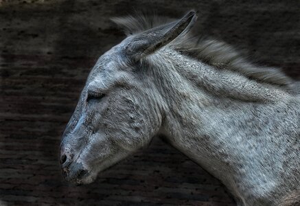 Animal livestock head