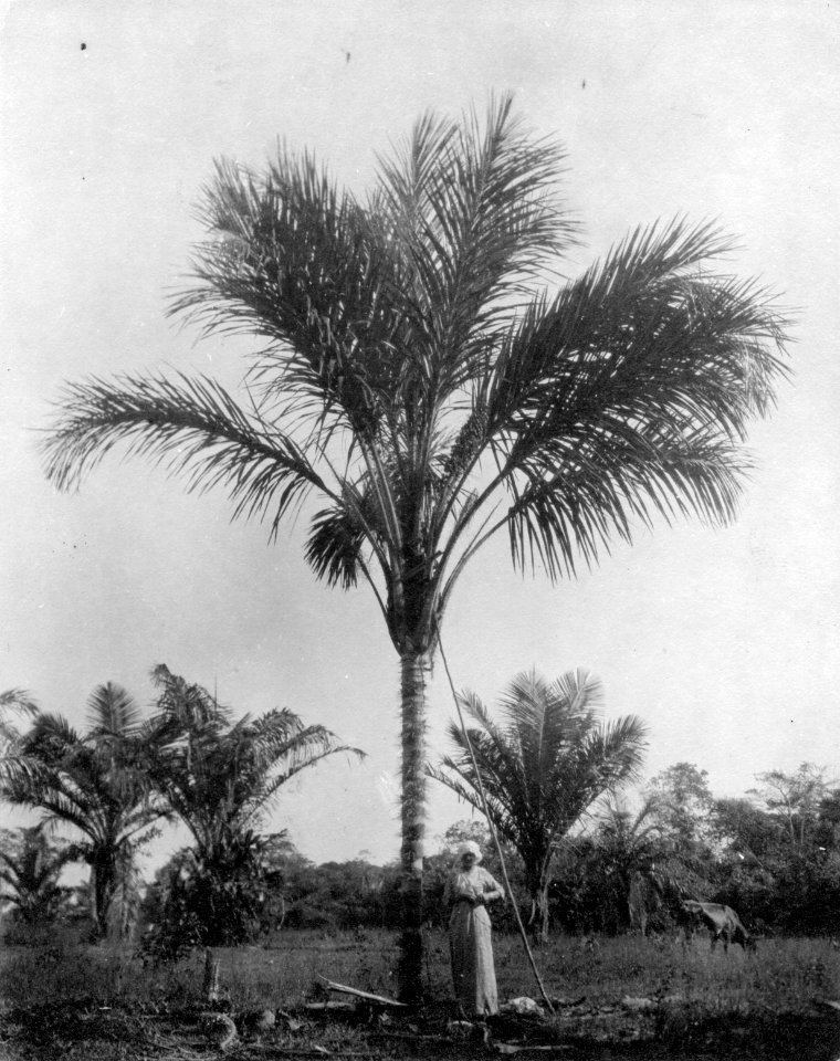 Missionsstn. Cavinas, nära Rio Beni, Bolivia. Från cavinas omgivningar - SMVK - 005007