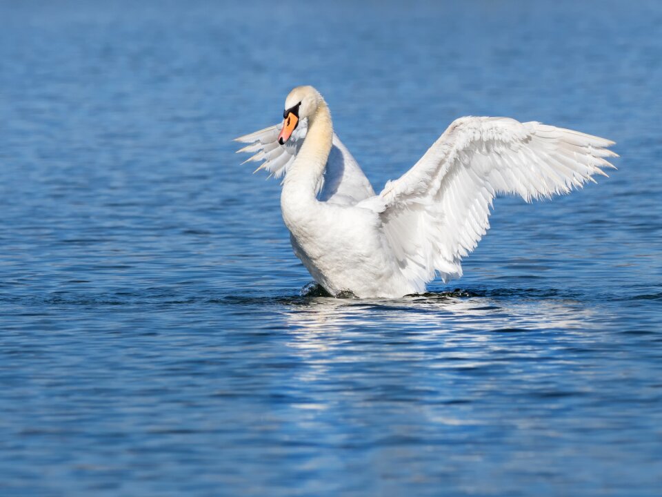 Wing water mute swan