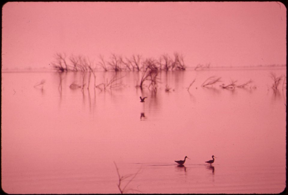 Marshland-fowl-at-the-salton-sea-national-wildlife-refuge-may-1972 7136493039 o