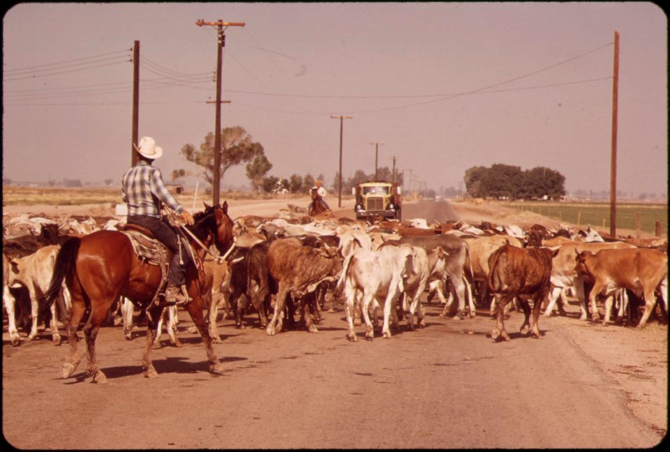 Moving-cattle-across-highway-near-imperial--in-the-imperial-valley-may-1972 7152682195 o