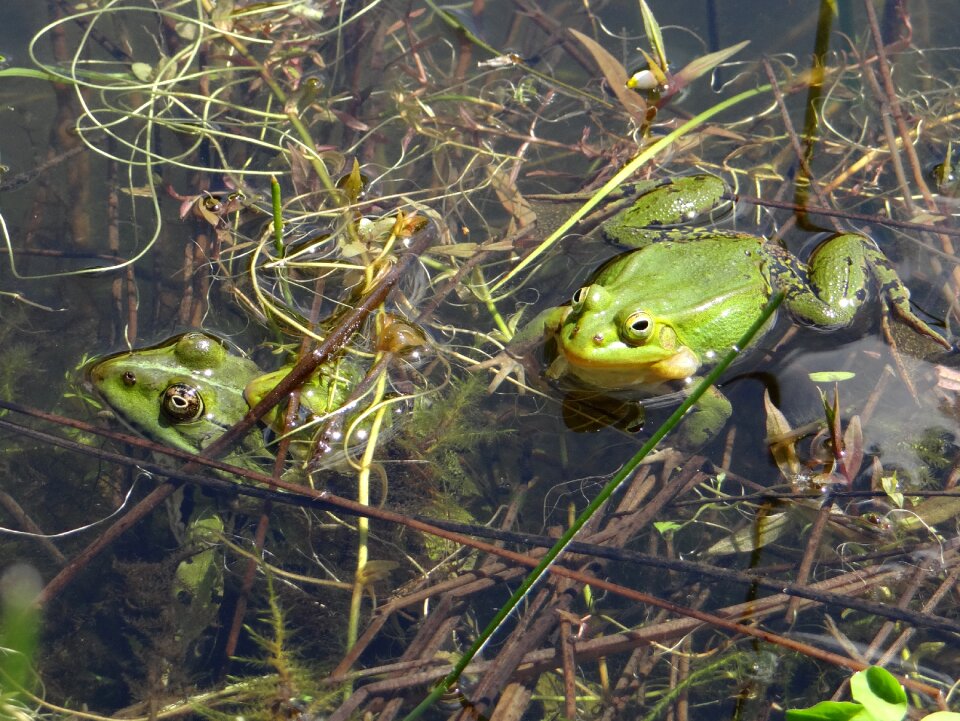 The frog pond nature animal