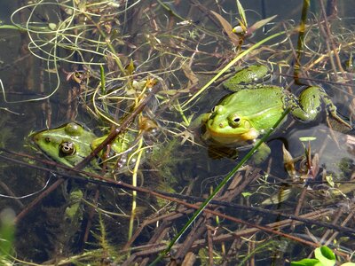The frog pond nature animal photo