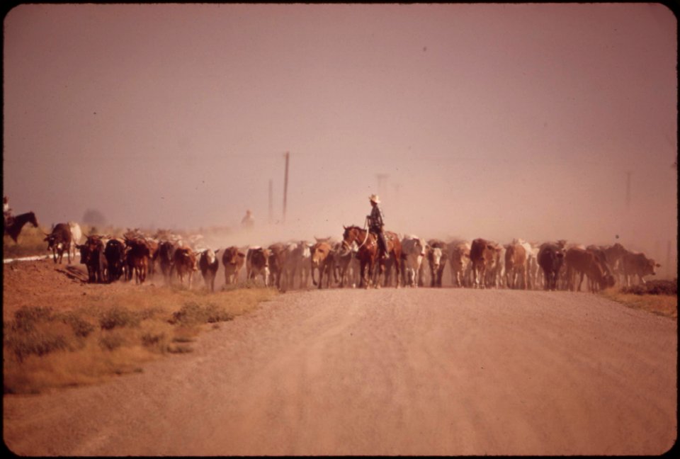 Moving-cattle-raise-dust-along-the-highway--near-calipatria-in-the-imperial-valley-may-1972 7136488575 o