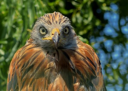 Fauna bird nature