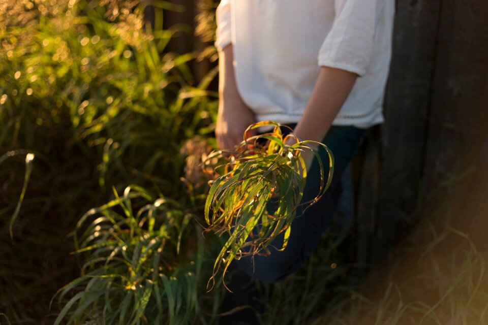 Grass plant nature