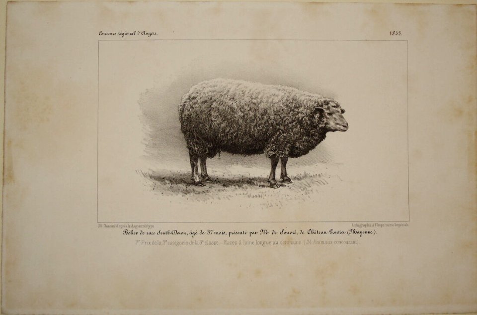 Mouton southdown 1835