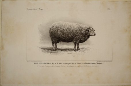 Mouton southdown 1835