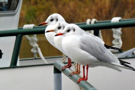 Water bird seevogel animal