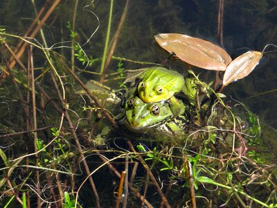 The frog pond nature animal photo