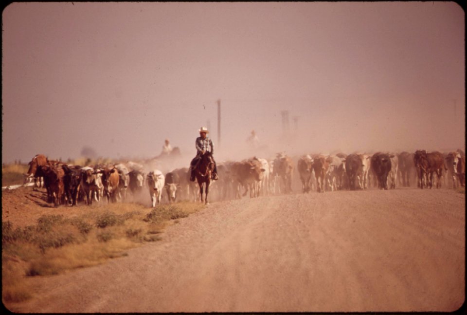 Moving-cattle-raise-dust-along-the-highway--near-calipatria-in-the-imperial-valley-may-1972 6990345388 o