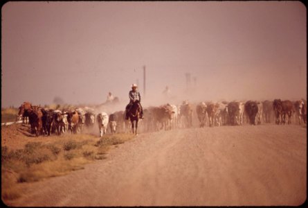 Moving-cattle-raise-dust-along-the-highway--near-calipatria-in-the-imperial-valley-may-1972 6990345388 o