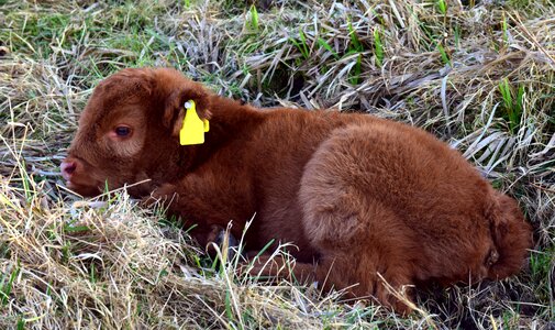 Galloway highland beef scottish