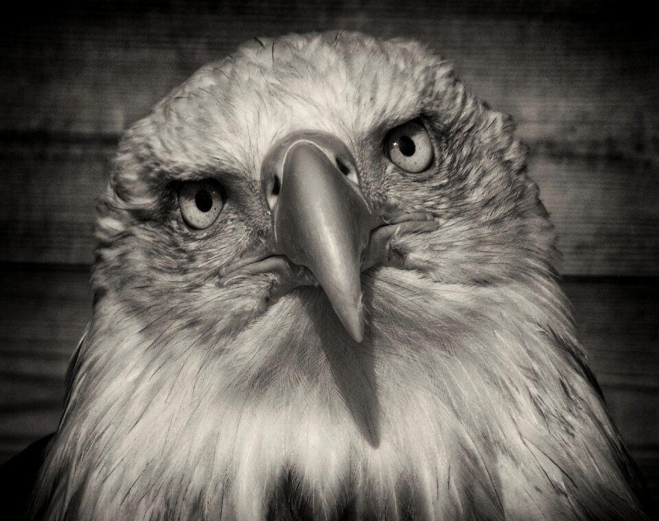Wildlife prey bald
