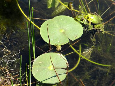 The frog pond nature animal