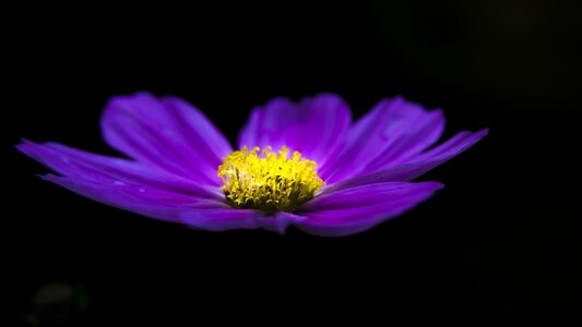 Blue garden nature