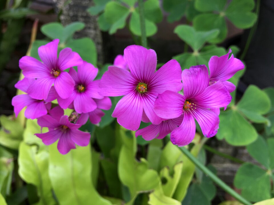 Nature plant green leaves