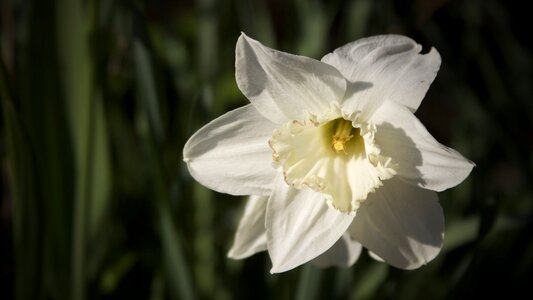 Close up macro spring flower