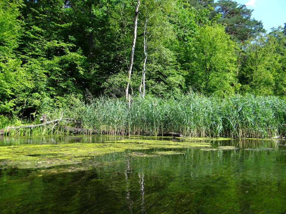 Landscape nature tree