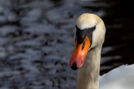 Waters poultry water bird photo