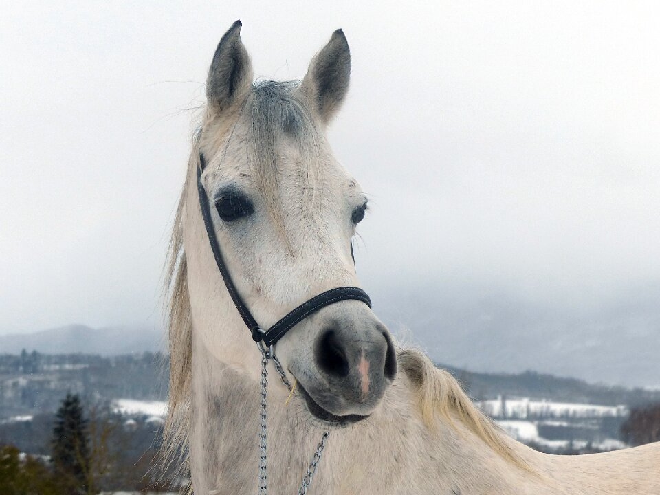 Winter white animal