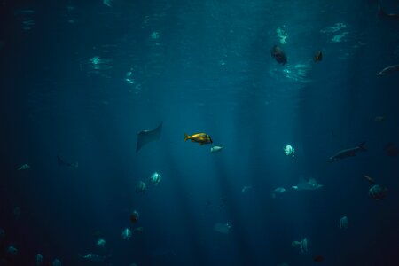 Ocean underwater blue photo
